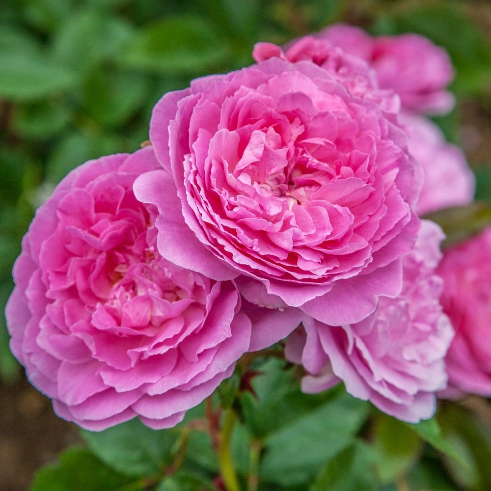 Rosier baie des anges romantica ® radprov le pot de 3l