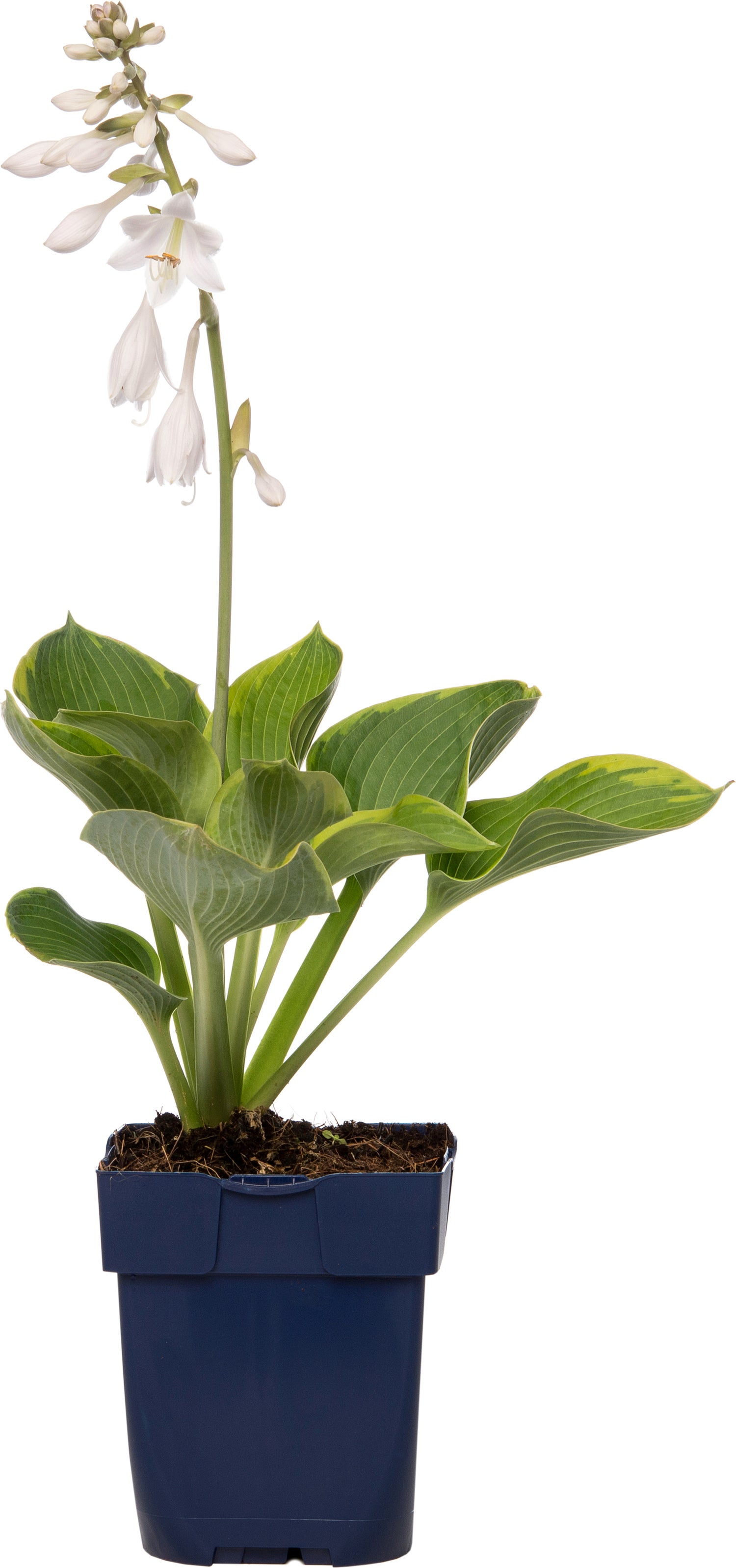 Hartlelie (Hosta sieboldiana 'Elegans') D 11 H 10 cm