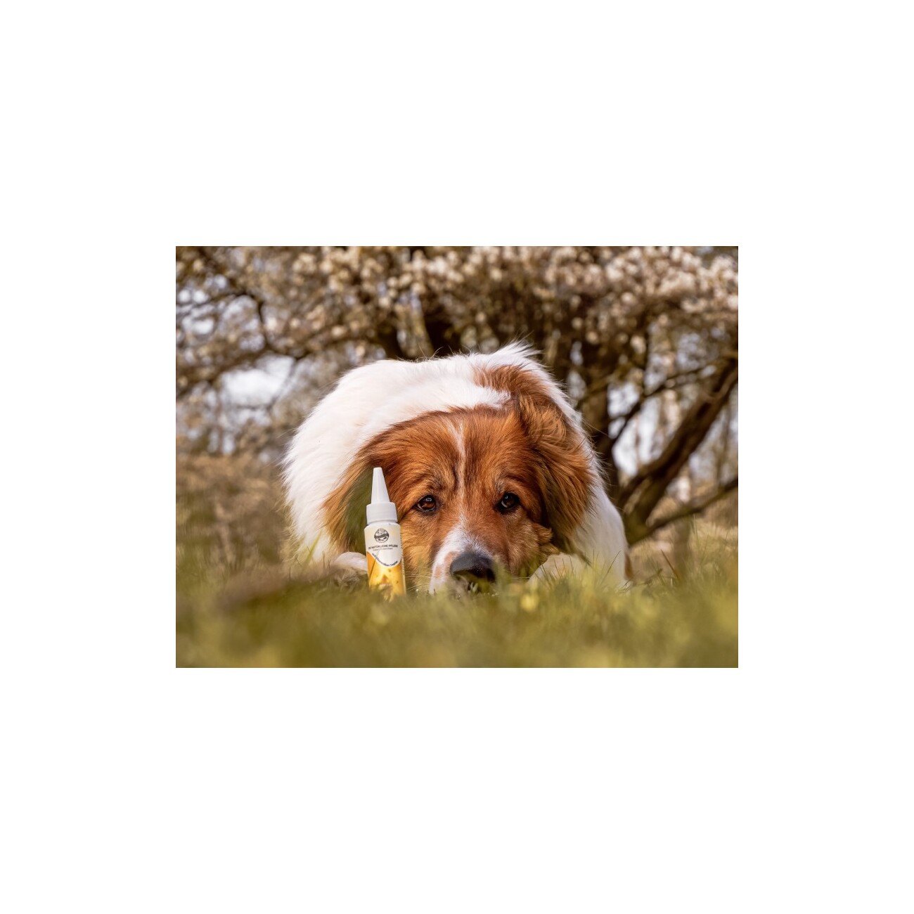 Bellfor Ohrmilben Tropfen für Hunde - 50 ml