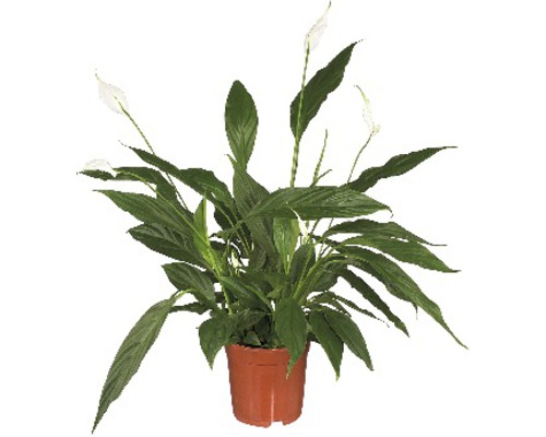 Vredeslelie FloraSelf Spathiphyllum wallisii 'Sweet Sebastiano' H 100-110 cm Ø 24 cm pot