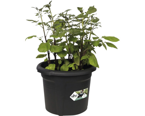 elho Green Basics kunststof aardappelpot, Ø 32 cm, H 26 cm, zwart