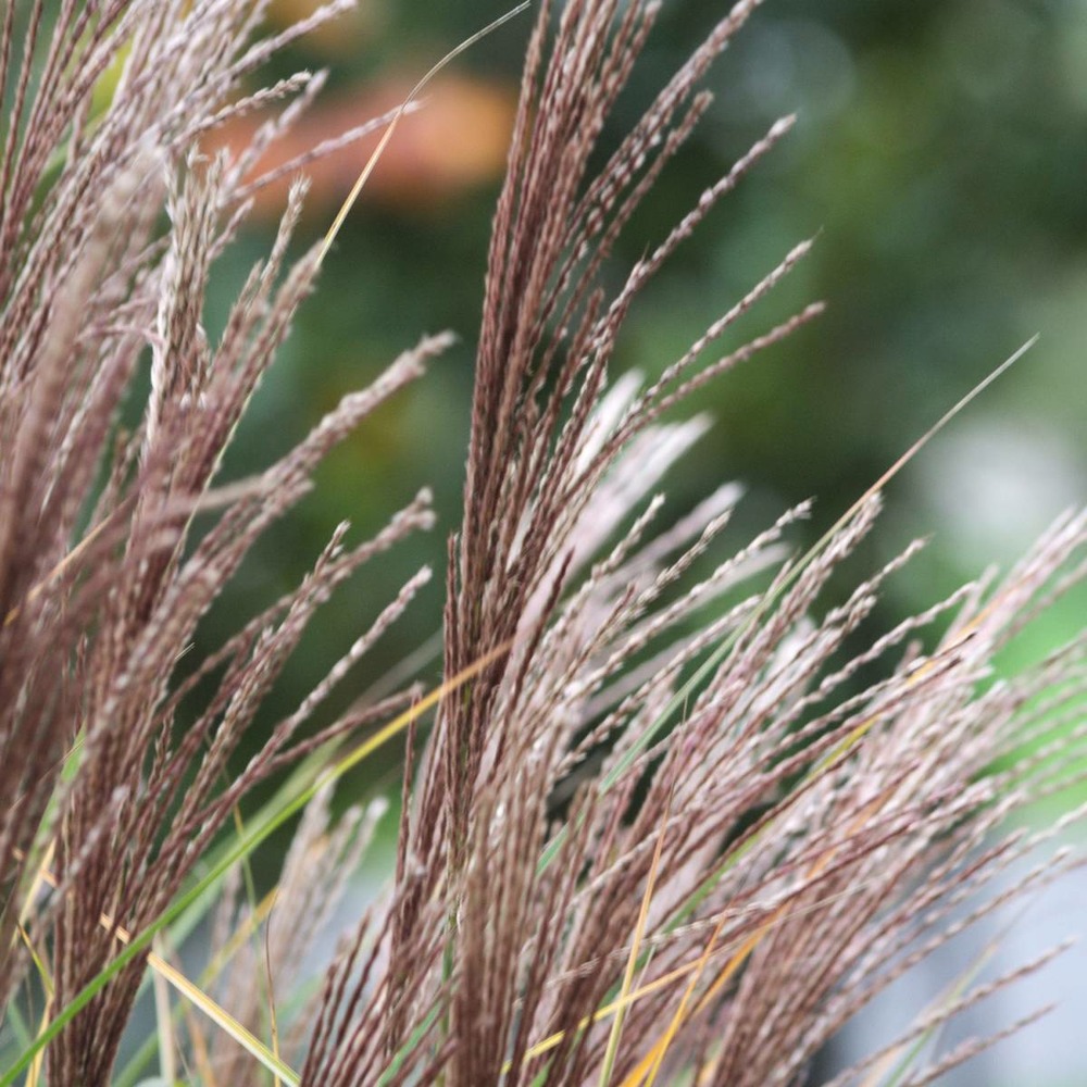 Herbe à éléphant sinensis morning light/miscanthus sinensis morning light[-]pot de 3l - 40/60 cm