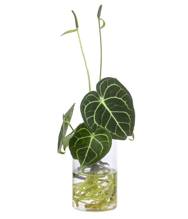 Waterplant Herzblattblume im kleinen Glas -