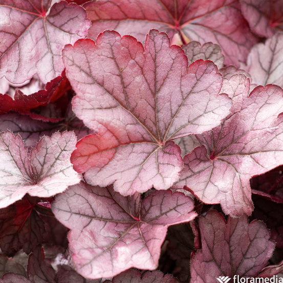 Heuchera : conteneur de 1 Litre couleur