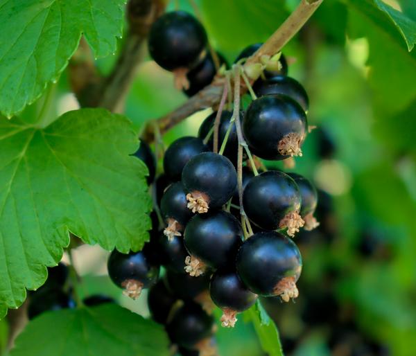 Bio Schwarze Johannisbeer 'Titania'