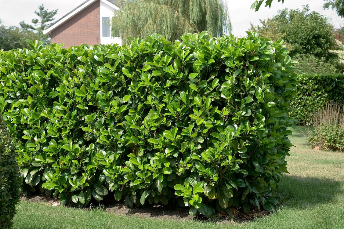 Laurierkers (Prunus laurocerasus 'Etna') D 32 H 200 cm