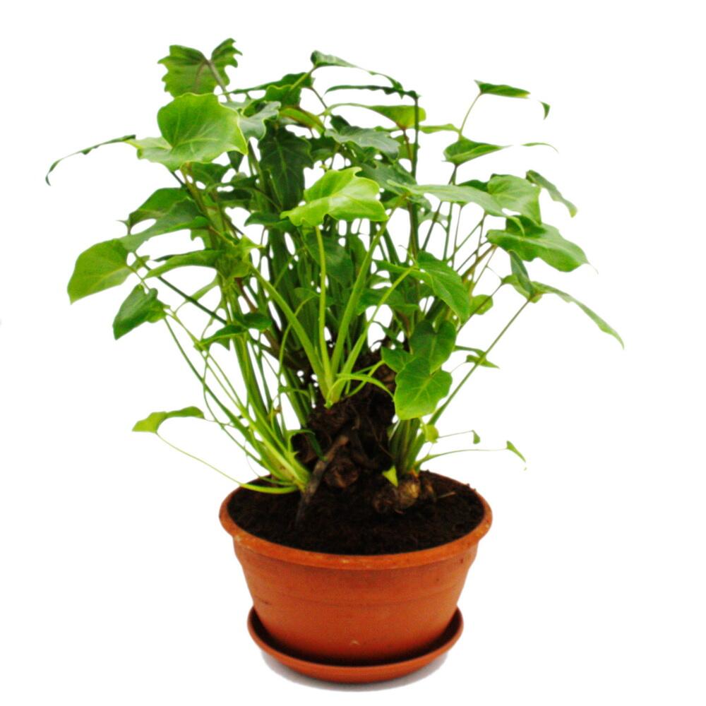 Philodendron xanadu avec racines visibles - ami des arbres - en barquette de 21cm- env. 40-50cm de haut