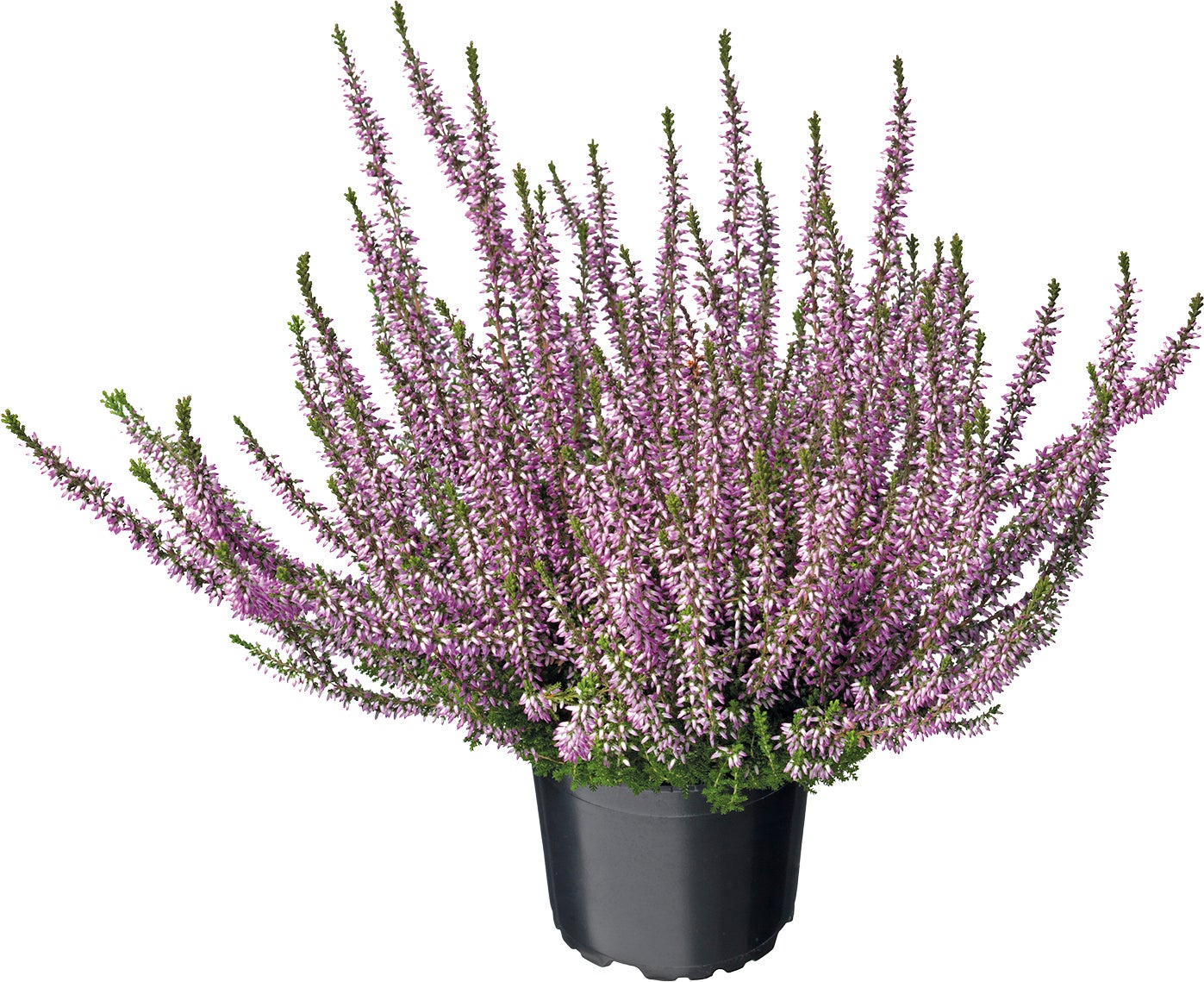 Struikheide (Calluna vulgaris 'Pink Angel') H 15-20 cm