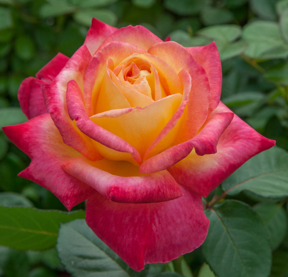 Rosier oriental peace ® baipeace sans motte