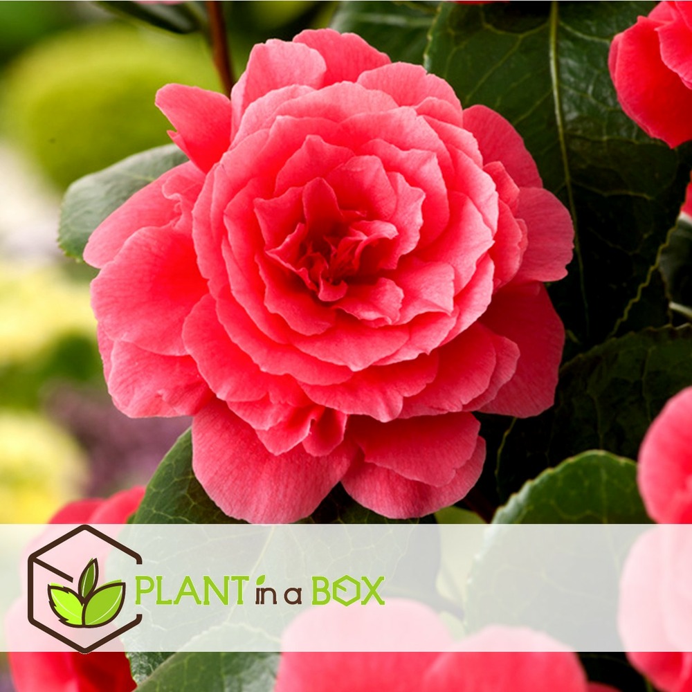 Camellia japonica - set de 3 - rose - roses - pot 9cm - hauteur 25-40cm