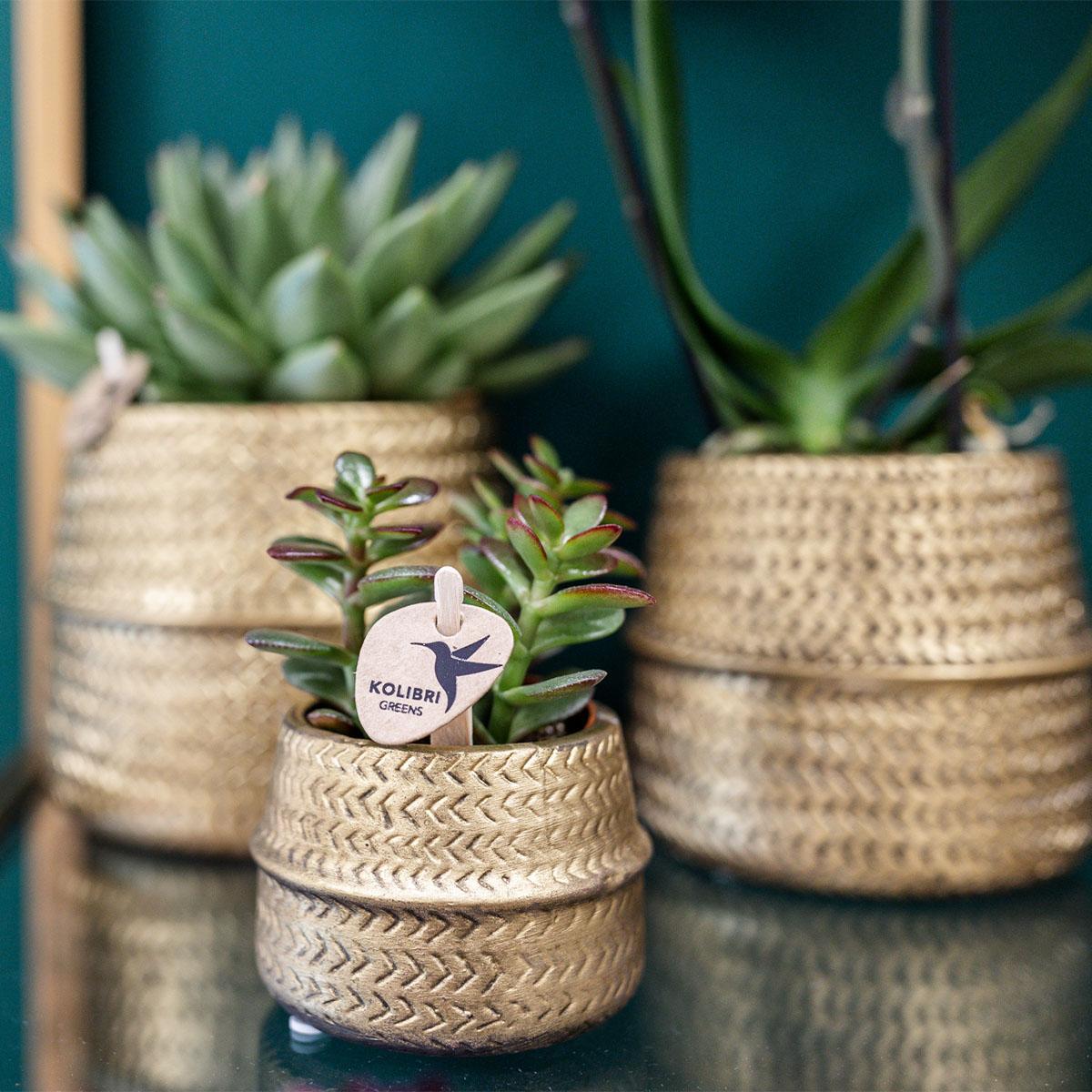Coffret cadeau succulente et ses caches-pots dorés - lot de 2, h20cm