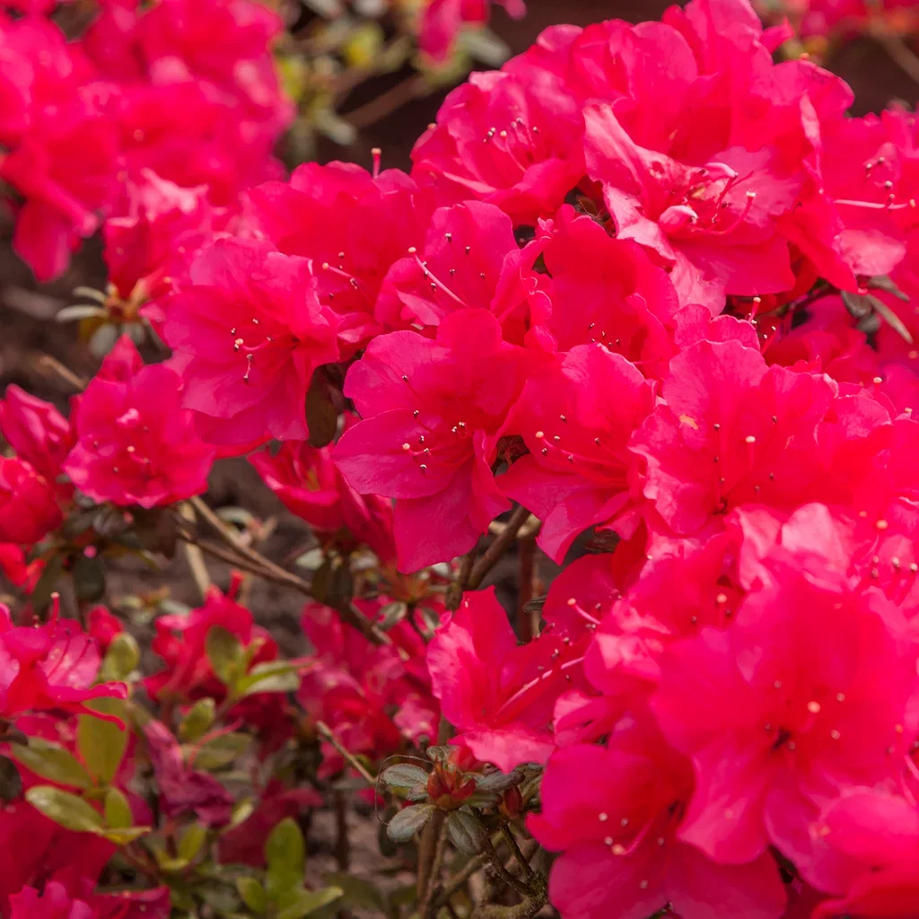 Rhododendron (Evergreen Azalea-Group) 'Canzonetta' Asalea 'Canzonetta' Ø17 cm
