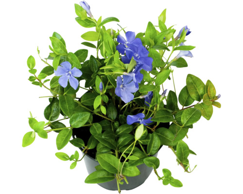 Kleine maagdenpalm FloraSelf Vinca minor Ø 13 cm pot