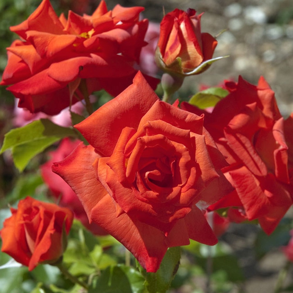 Rosier rusticana ® poppy flash sans motte