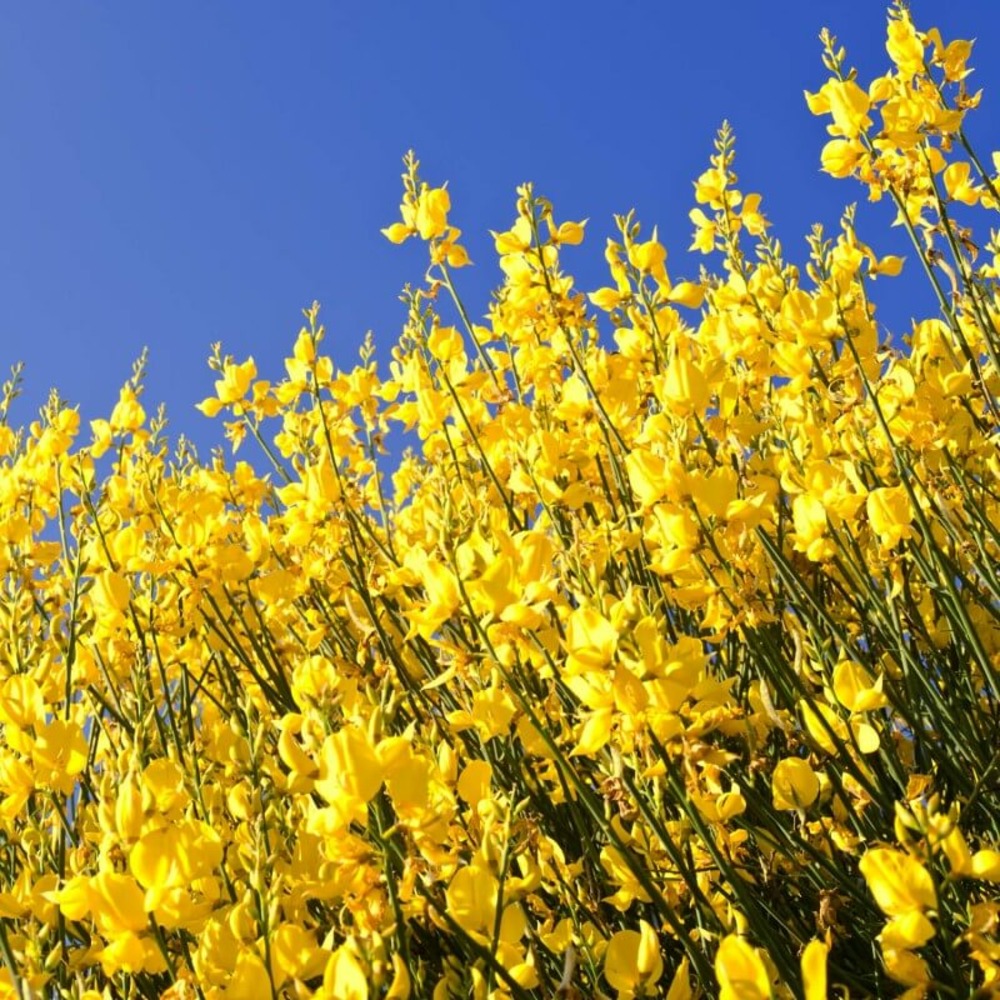 Genêt à balais (cytisus scoparius) - godet - taille 30/50cm