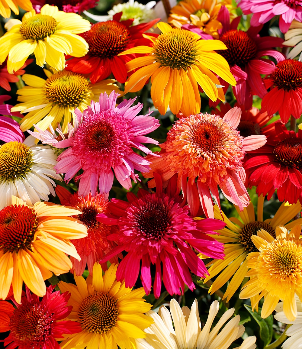 Echinacea-Mix 'Butterfly Magnet'