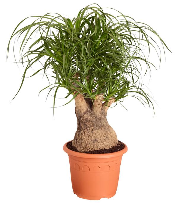Elefantenfuß - Beaucarnea recurvata,