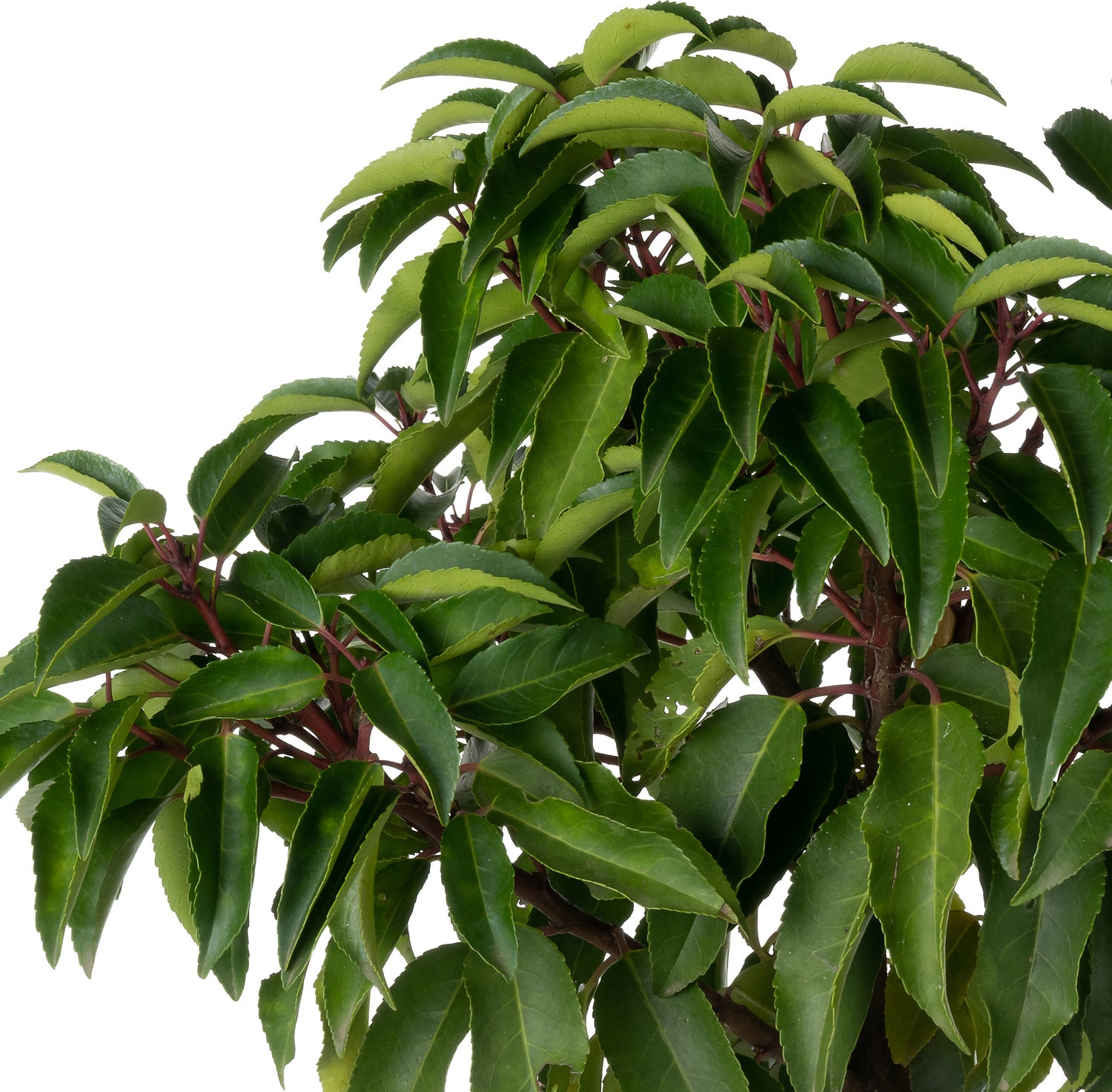 Portugese Laurier (Prunus lusitanica 'Angustifolia') D 30 H 80 cm