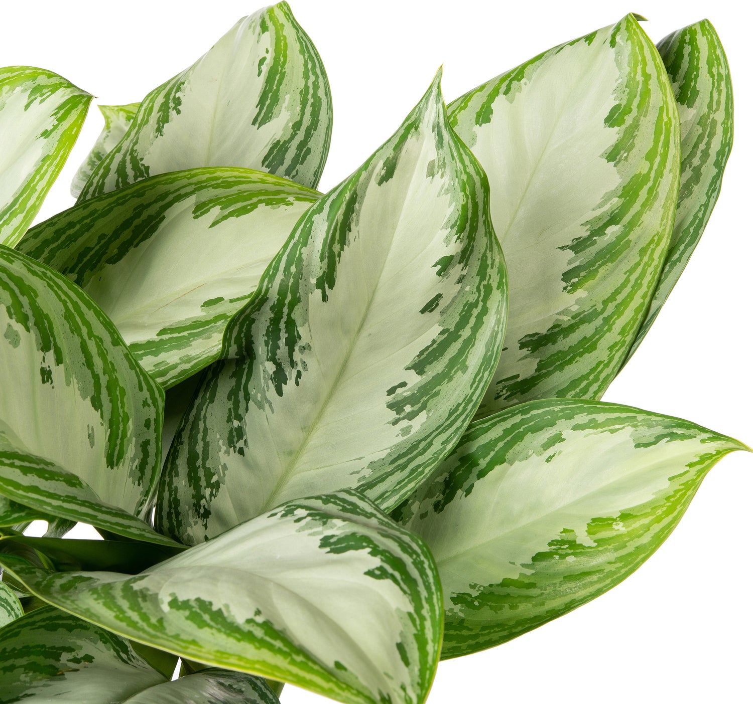 Aglaonema (Aglaonema 'Silver Bay') D 21 H 55 cm