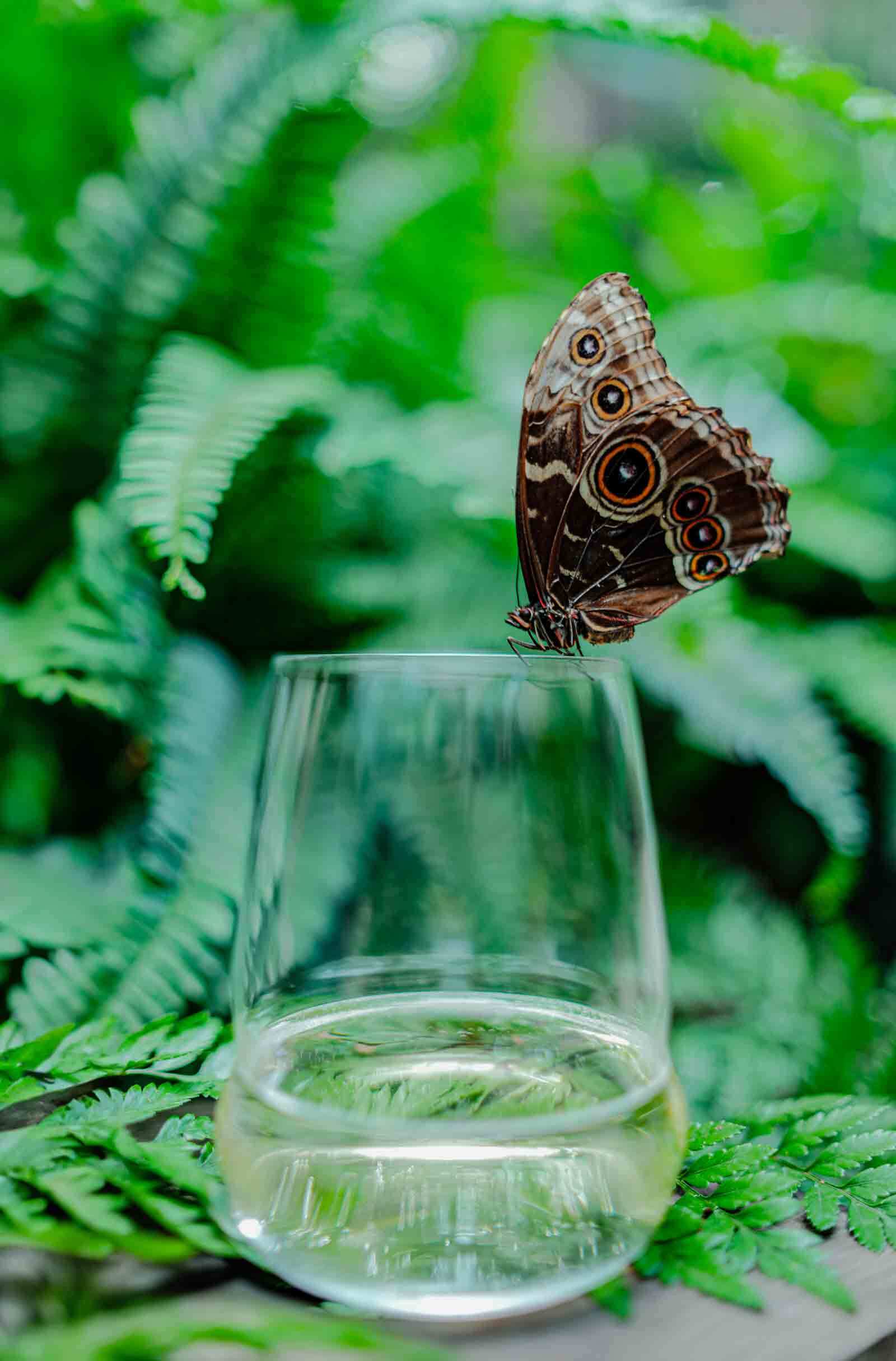 Stölzle Lausitz Weinbecher Cocoon 12er Set