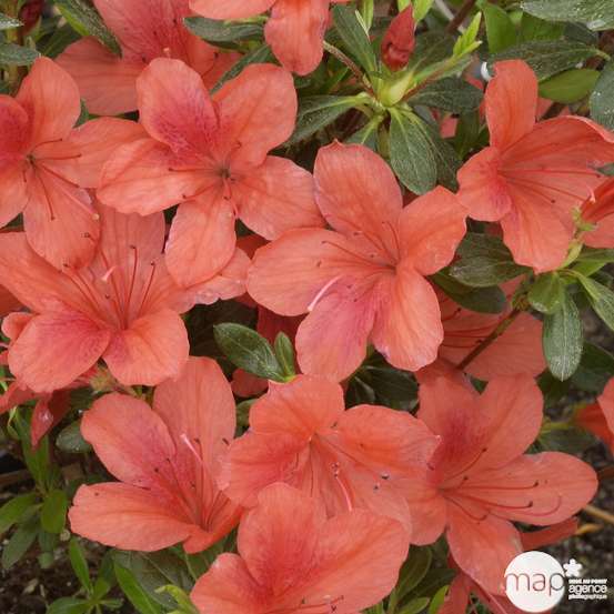 Azalea japonica : H 30/40 cm, ctr 5 L