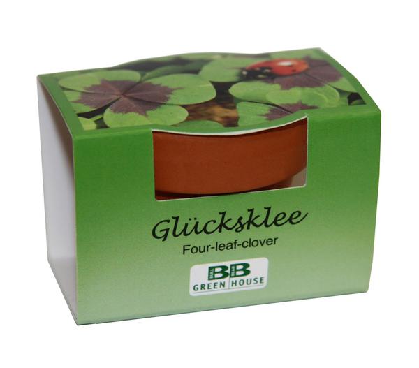 Pflanzset Glücksklee