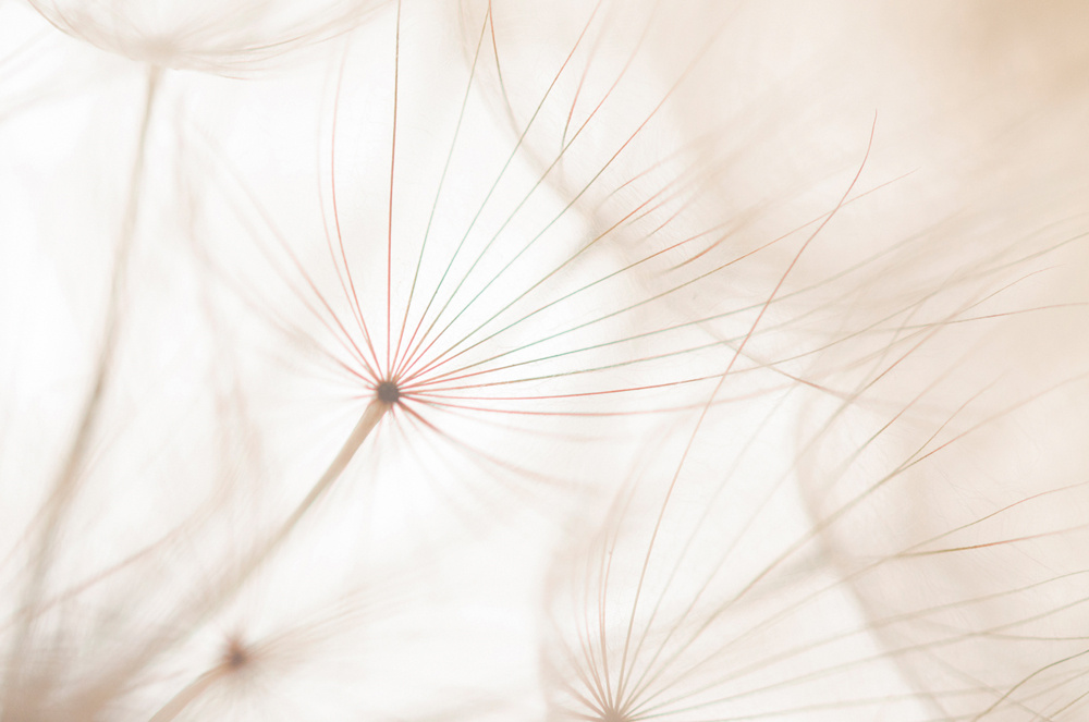 Akustikbild PUSTEBLUME 2 80x120cm, 7kg