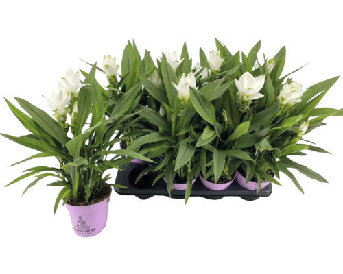 Saffraanwortel, kurkuma FloraSelf Curcuma 'Siam Sisto' H ca. 55 cm Ø 14 cm pot