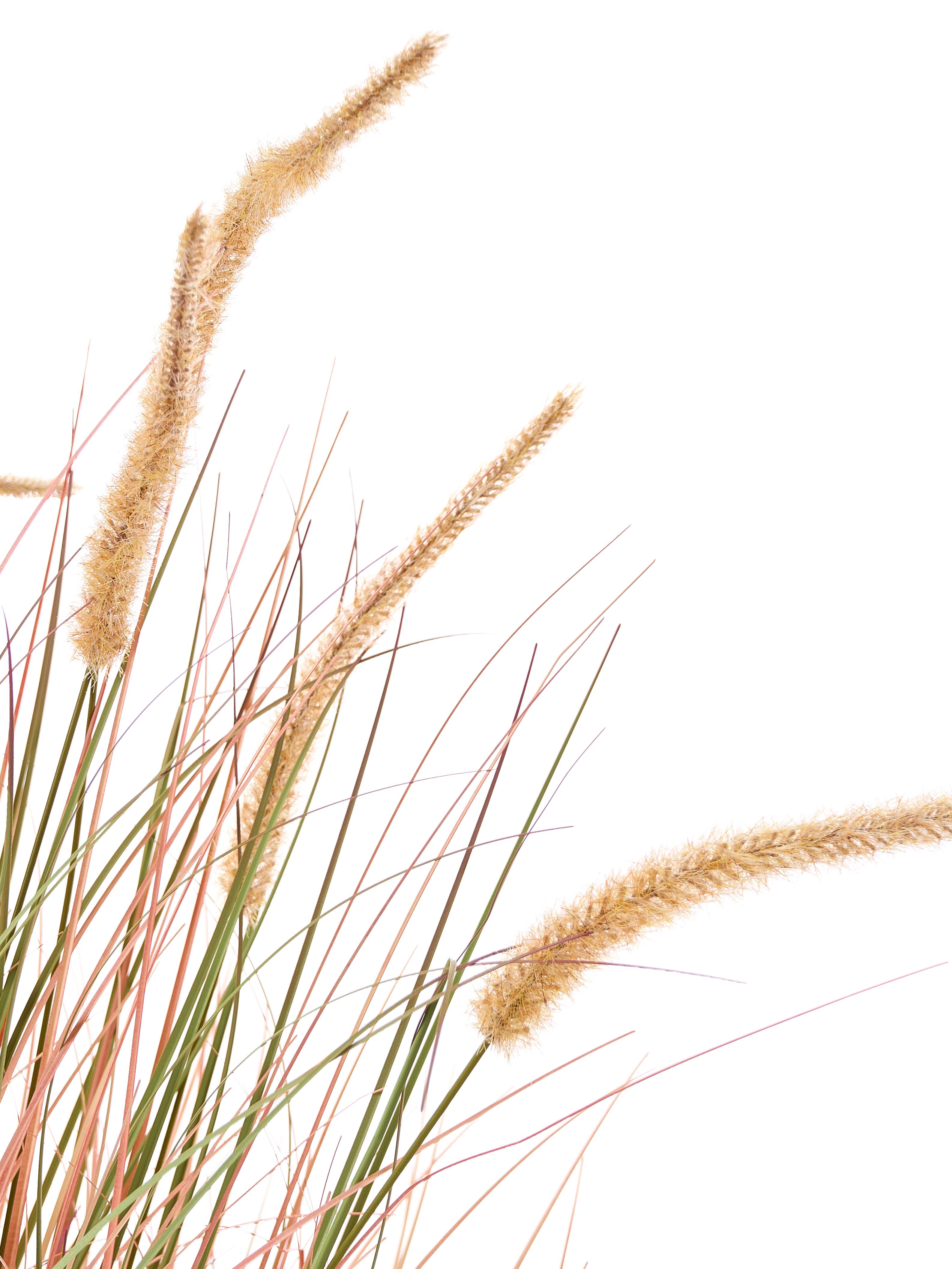 Kunstplant BRISTLEGRASS 120 cm Oranje