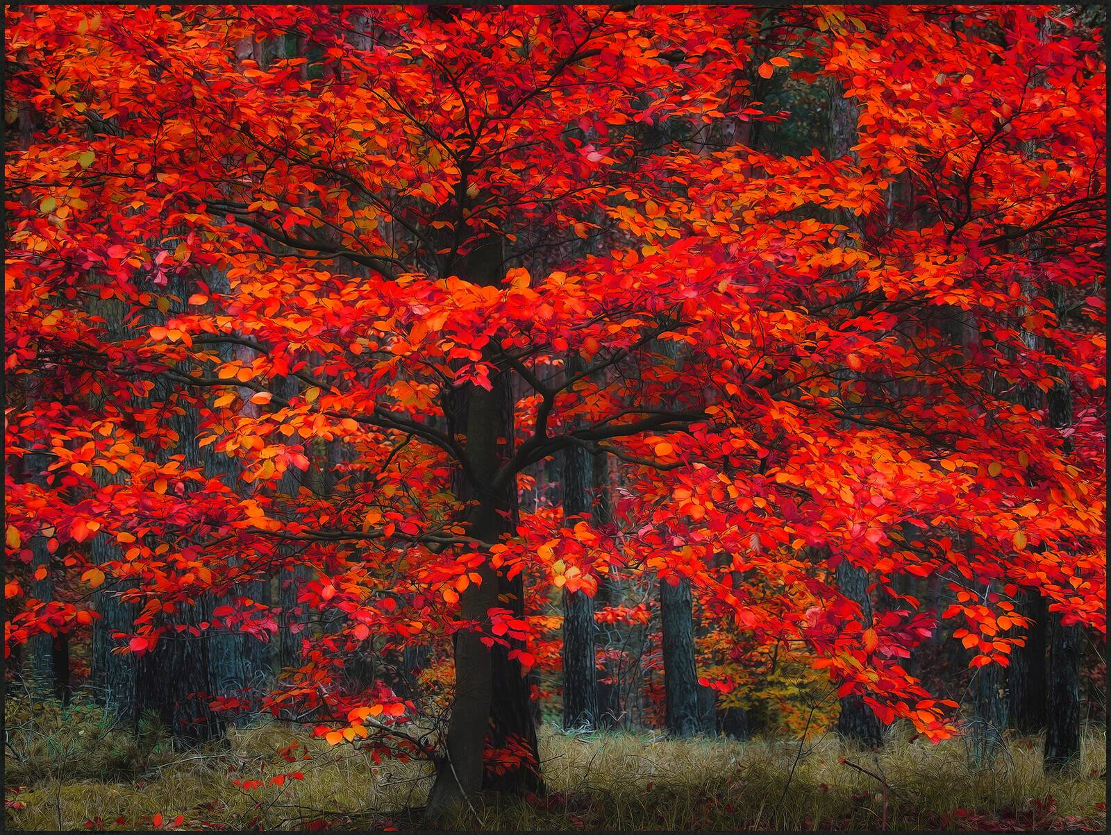 Indian Summer by Christiane Steinicke - Limited Edition. Edition of: 150. Signed.