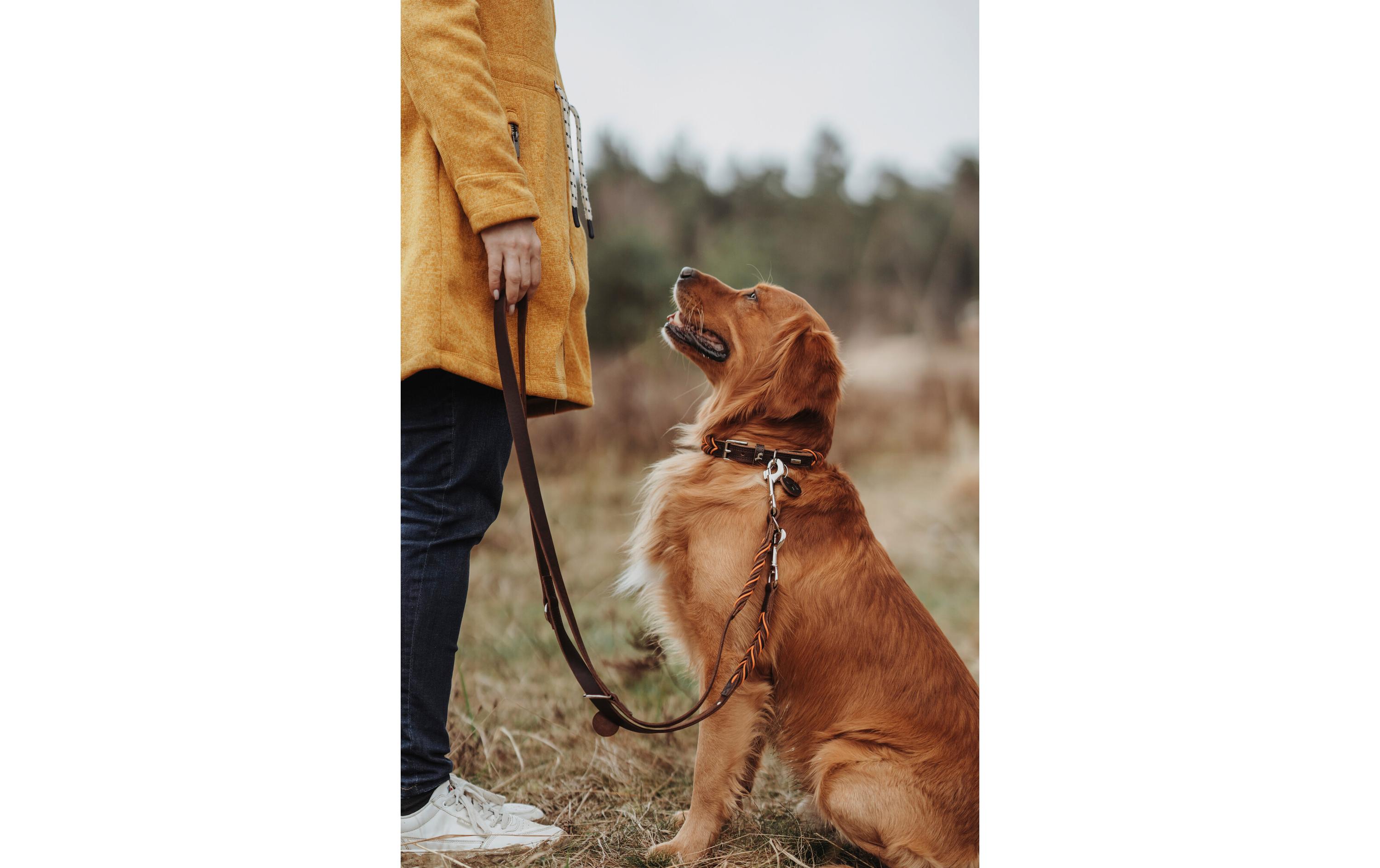 Halsband Solid Education Cord, M-L (60), Dunkelbraun/OrangeHundehalsband