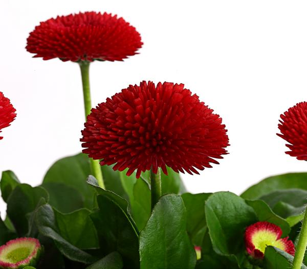Beet- & Balkonpflanzen-Set Roter Frühling,