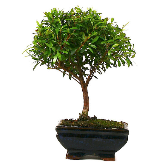 Bonsaï Myrte:3-4 ans