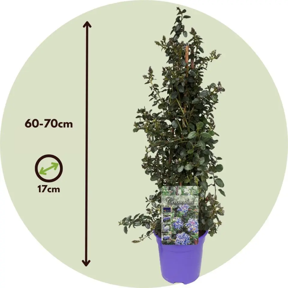 Sering - Set van 2 - Ceanothus Repens - Hoogte 60-70cm - ⌀17cm