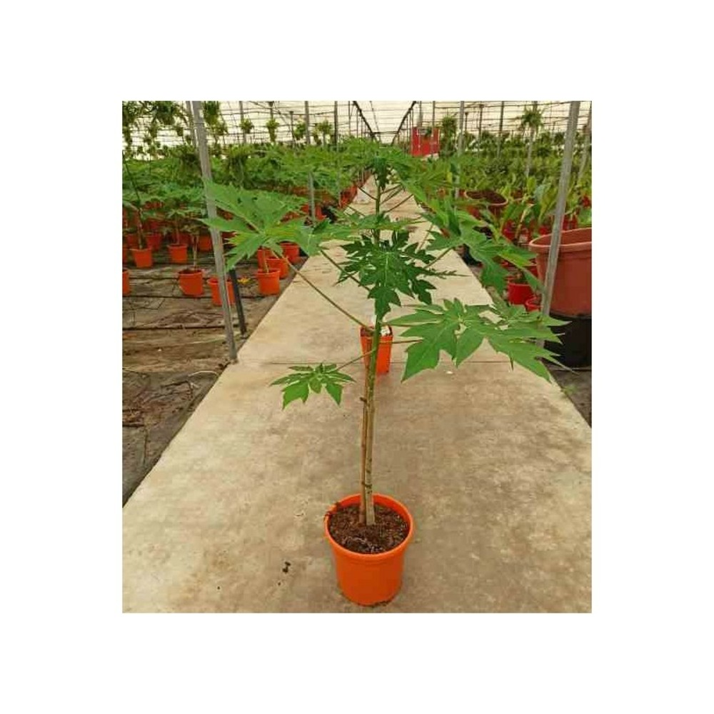 Papayer carica papaya solo taille pot de 7 litres ? 60/80 cm - rose
