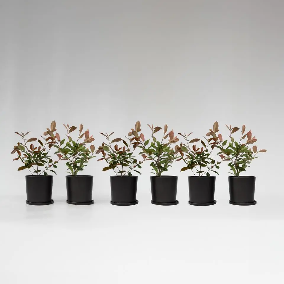 Glansmispel - Set van 6 - Photinia fraseri 'Red Robin' - Hoogte 30-40cm - ⌀17cm
