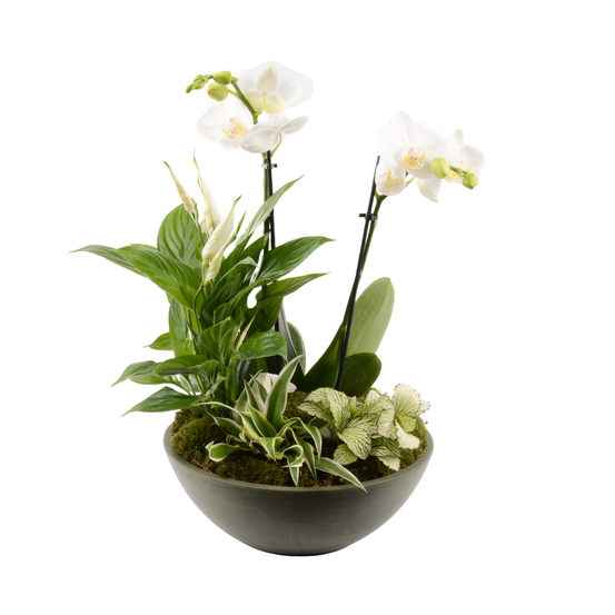 Compo Orchidée et 4 plantes H45cm, pot D25cm