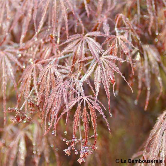 L'Acer palmatum Dissectum Garnet : C7L