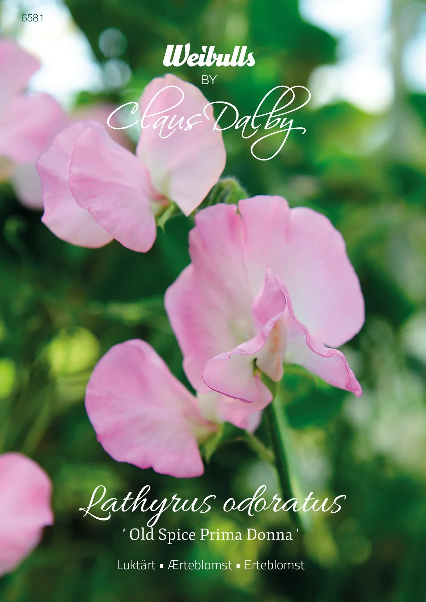 Lathyrus odoratus 'Old Spice Prima Donna' Lanterne 'Old Spice Prima Donna'