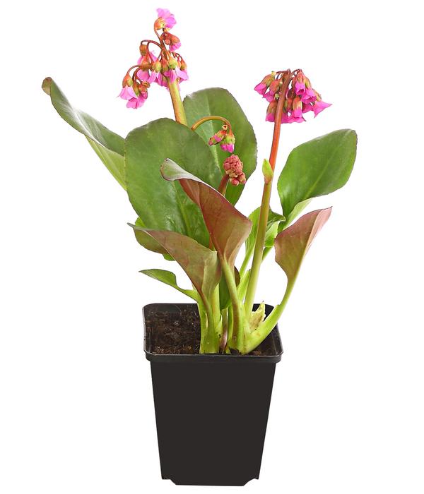 Bio Bergenie 'Purpurea'
