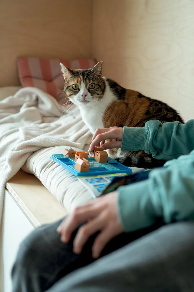 CHATS TOURNENT EN ROND