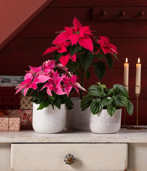 Weihnachtsstern - Euphorbia pulcherrima