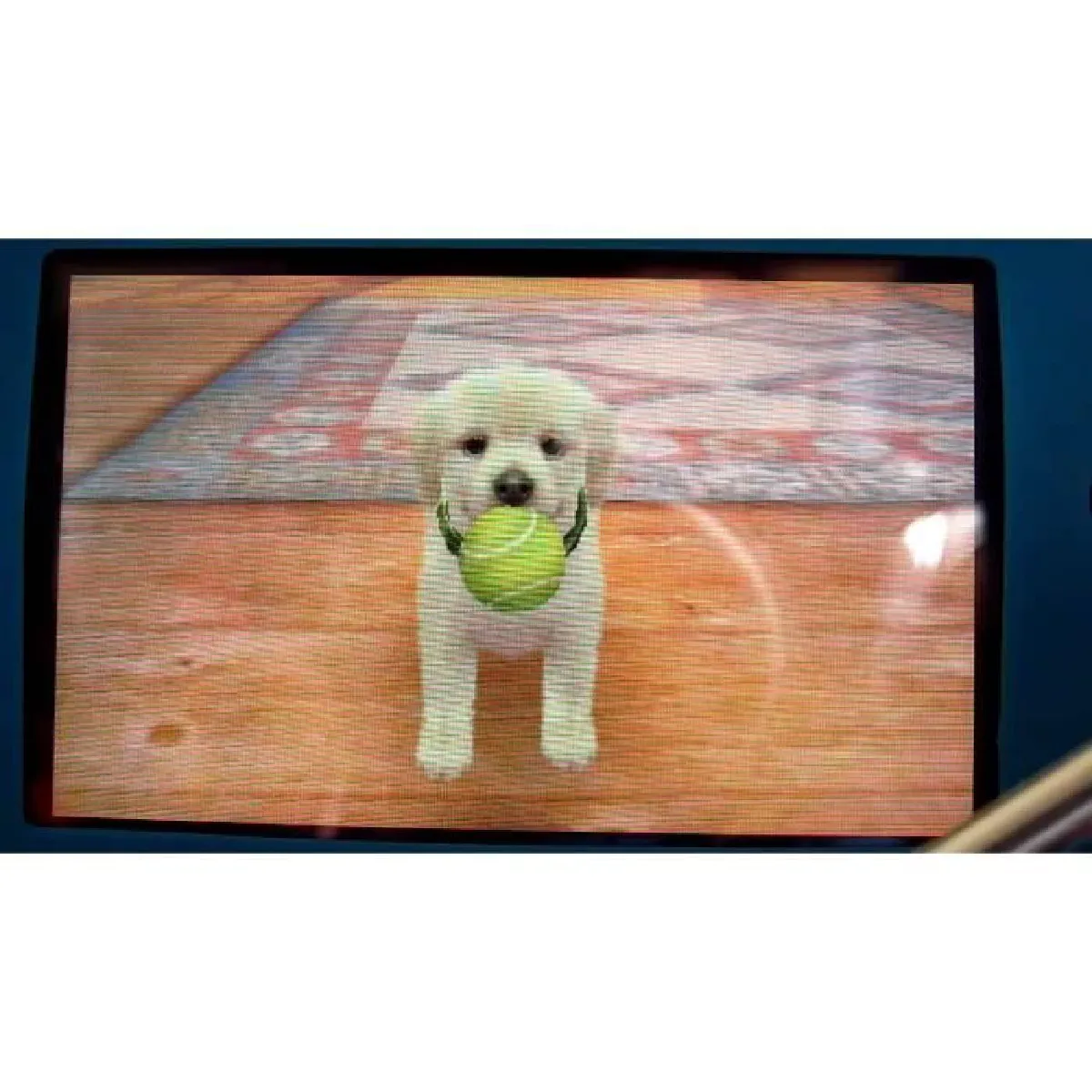 Nintendogs & Cats Toy Poodle - 3DS