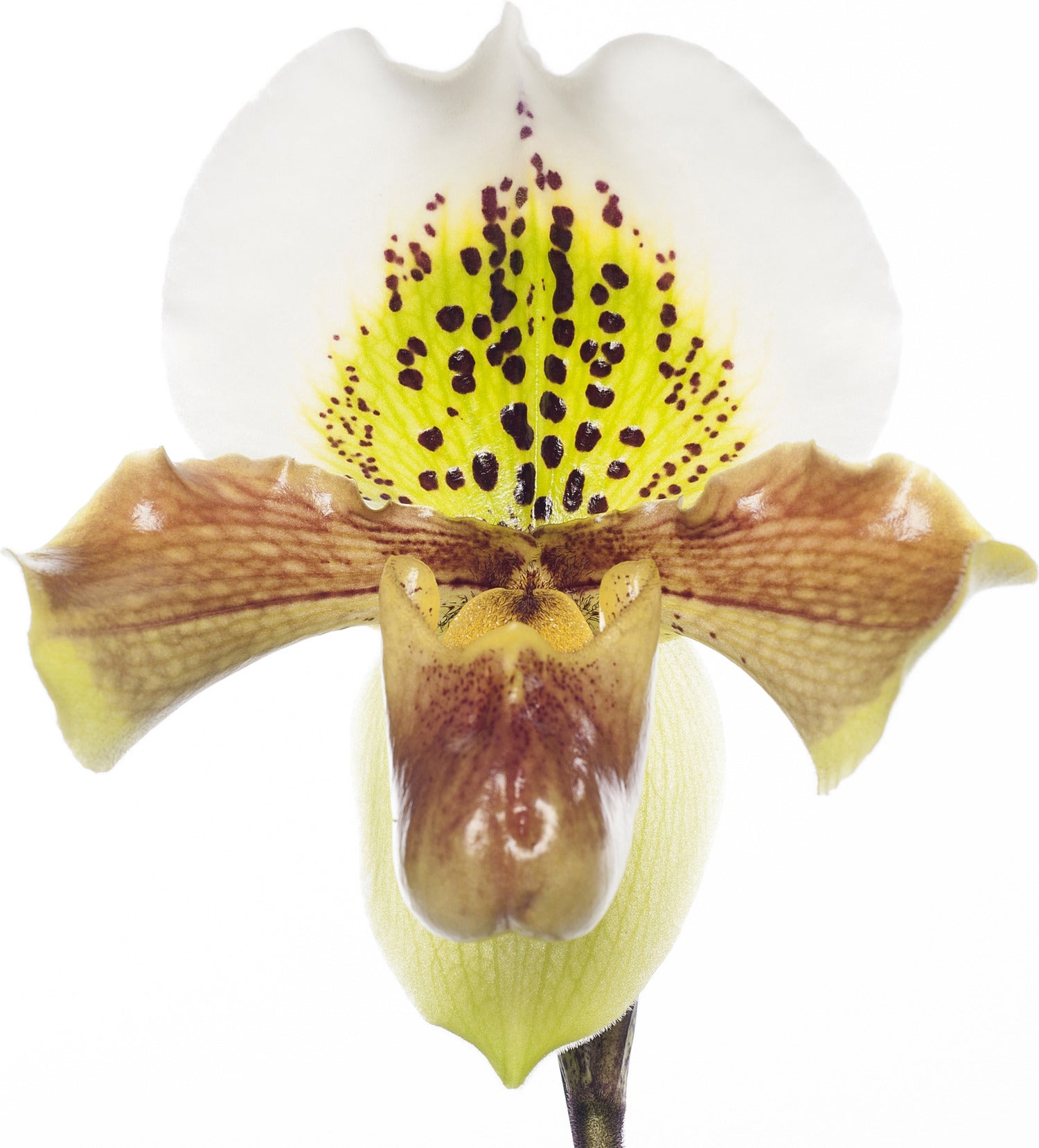 Venusschoen (Paphliopedilum) D 12 H 35 cm