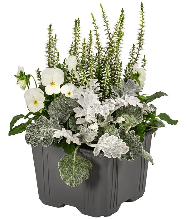 Pflanzen-Trio Herbstschmuck, verschiedene