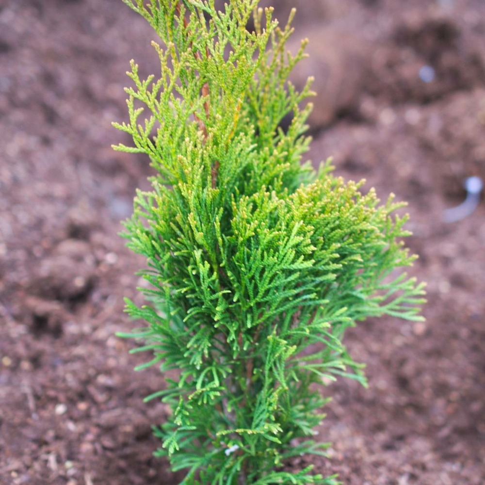 Thuya du canada occidentalis emeraude/thuja occidentalis emeraude[-]pot de 4l - 40/60 cm