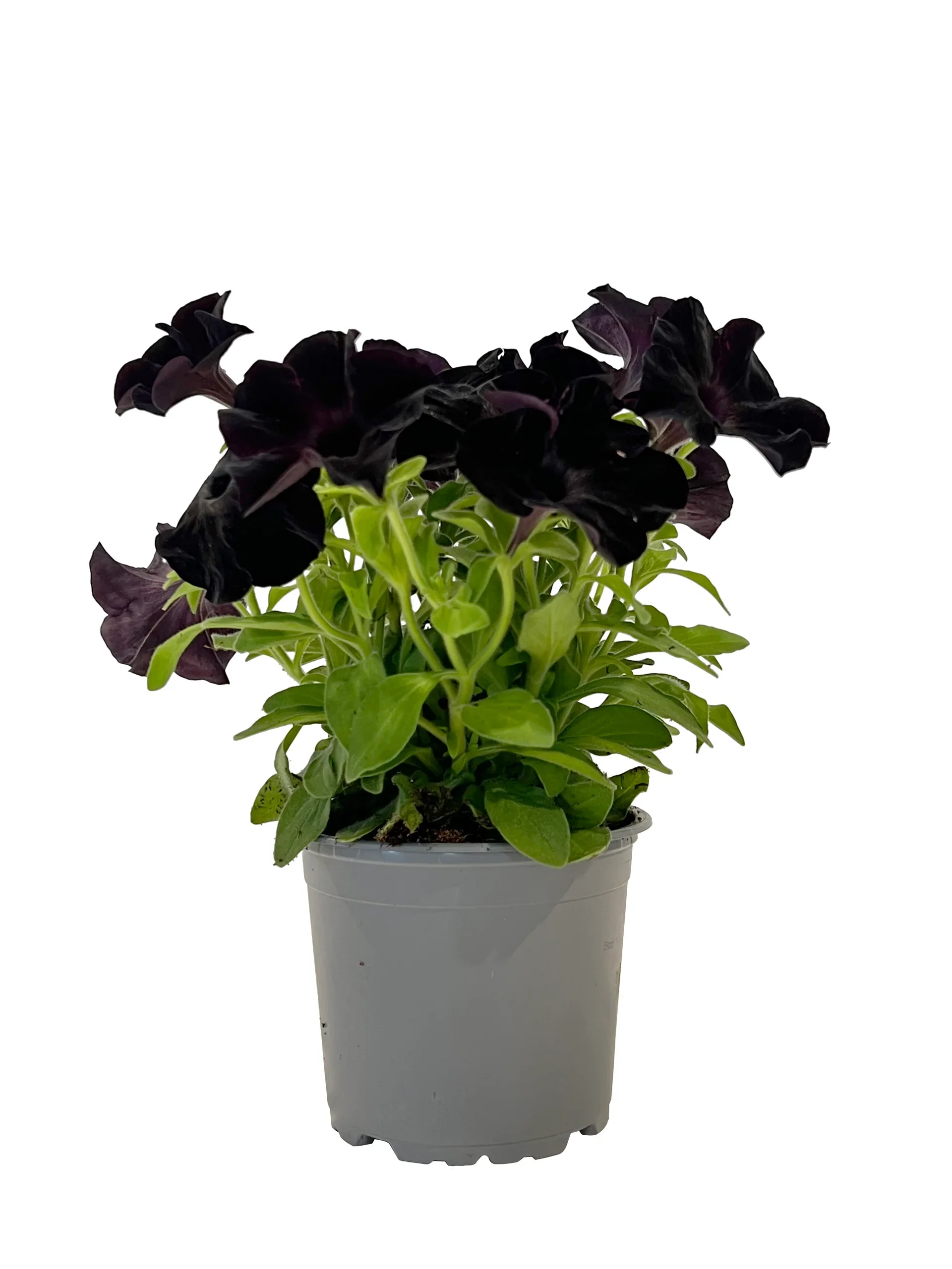 Petunia x hybrida Special color Petunia Ø12 cm