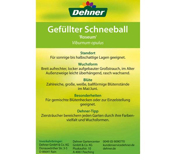 Gefüllter Schneeball 'Roseum'