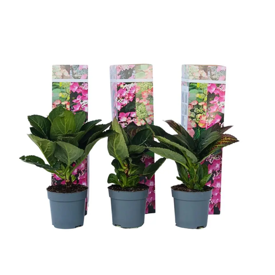 Hortensia - Set van 6 - Hydrangea 'Red Bull' - Hoogte 25-40cm - ⌀9cm