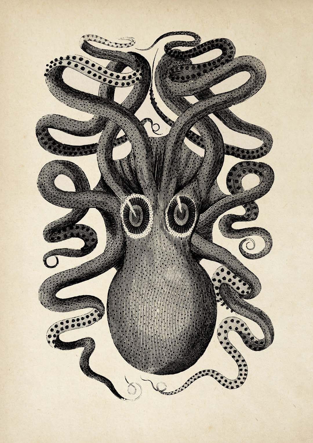 Antiker Oktopus II